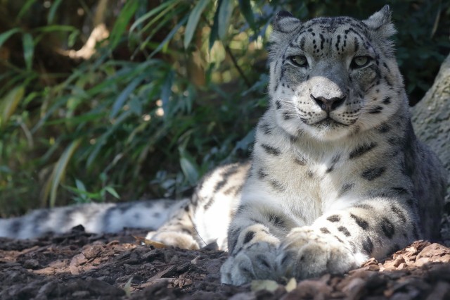 White, gray, and black spotted snow leopard with green eyes, laying on its side and looking directly into the camera