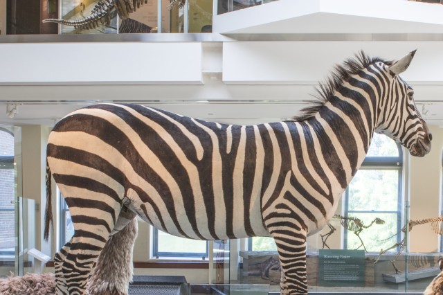 Taxidermy zebra on display at a museum