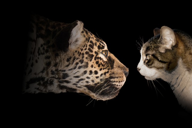 Two cats, one orange, white, and black spotted leopard facing a domestic white, brown, and black cat, both in profile