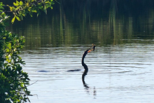 A snake-looking bird rising out of the water to swallow a fish