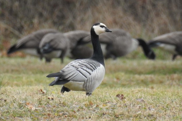 A black, white, and gray goose stands on grass while other geese feed in the background