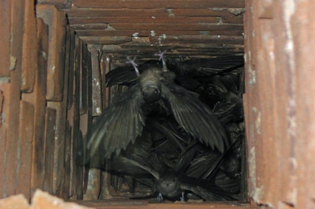 A bunch of dark little birds inside a chimney