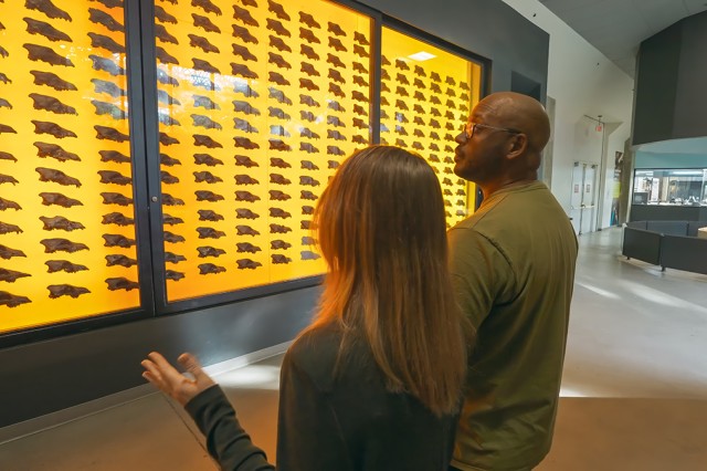 Emily Lindsey and Shane Campbell-Staton looking at wall of dire wolf skulls mounted on a yellow-orange wall behind glass