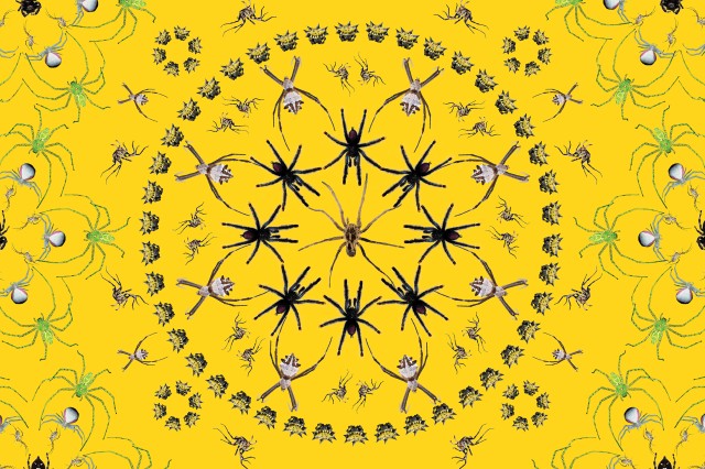 Spiders in black in green in concentric circles