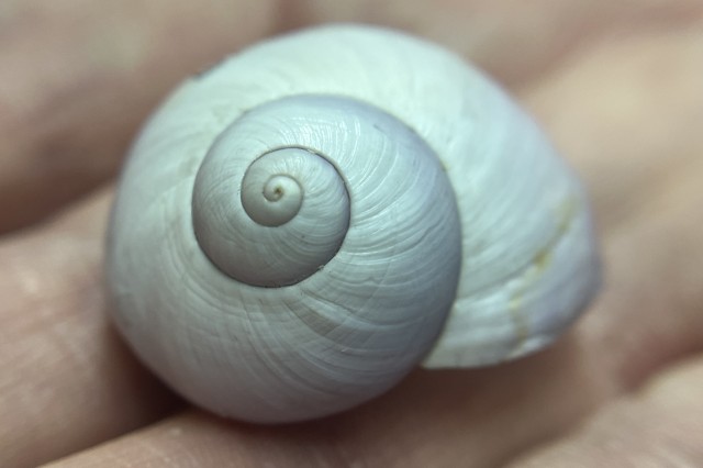 Purple snail shell spire