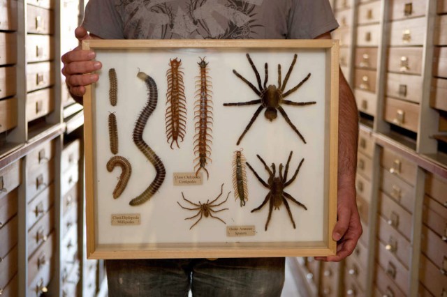 Closeup of two hands holding a display of tarantulas and other insects with shelves of display cases in the background