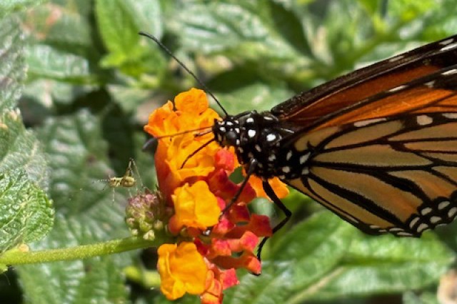 Monarch butterfly nectaring on Lantana