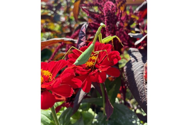 Praying mantis in the garden