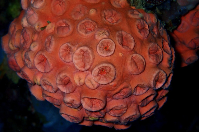 A close-up, top-down photograph shows a dense, vibrant colony of orange cup coral attached to a dark, rocky reef surface. The colony forms a rounded, bulbous mass composed of many individual coral polyps.