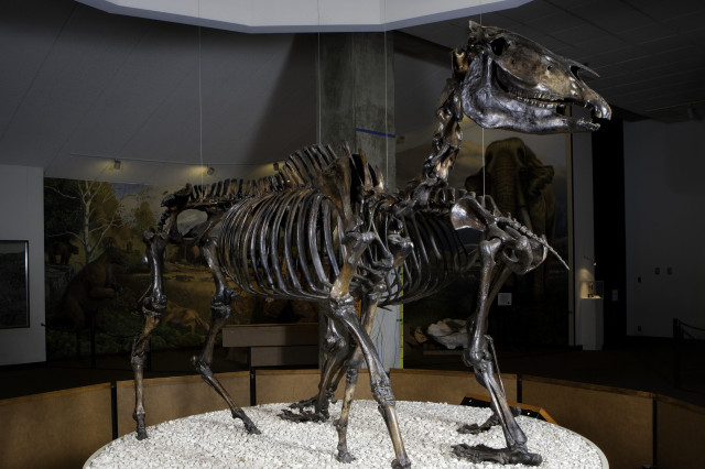 Prehistoric horse skeleton, with bones stained black from asphalt deposits.