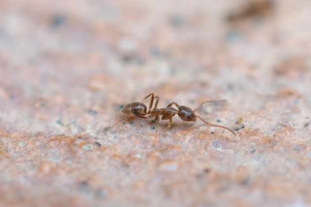 Argentine Ant
