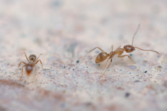 Two Argentine Ants crawling on a blurry background