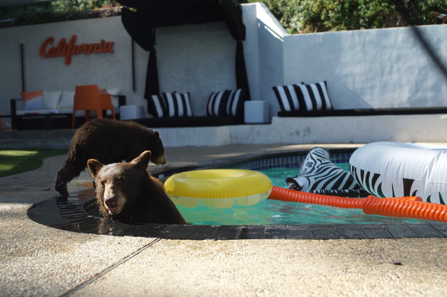 A bear inside, and a cub walking by, a hot tub with pool toys floating on the surface