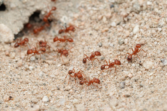 California Harvester Ants crawling on sandy, rocky ground