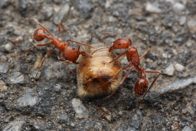 California Harvester Ants feeding