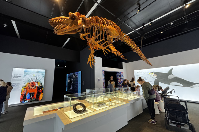 Whale skeleton suspended from the ceiling above a display table of specimens in vitrines