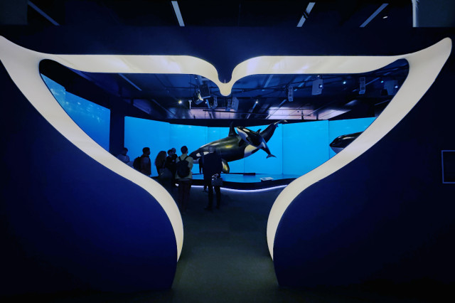 Whale fin shape cut out of the wall as an entrance to another room with wall-to-wall video of orcas swimming in blue water