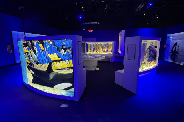 Temporary walls with images of orcas and objects in cases, in a room with blue lighting