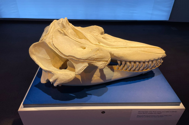 Whale skeleton on a pedestal