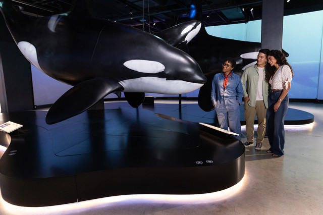 Three visitors looking at orca sculptures suspended above the ground