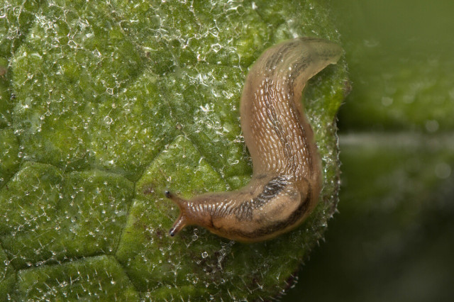 Best Slug 2026 Photo: Striped Greenhouse Slug by @drewlovescaliforniawildlife