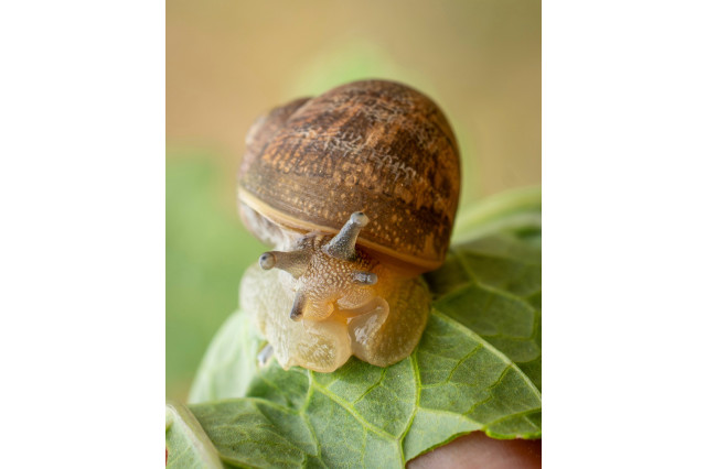 Best Snail 2026 Photo: Garden Snail by @macromermaid