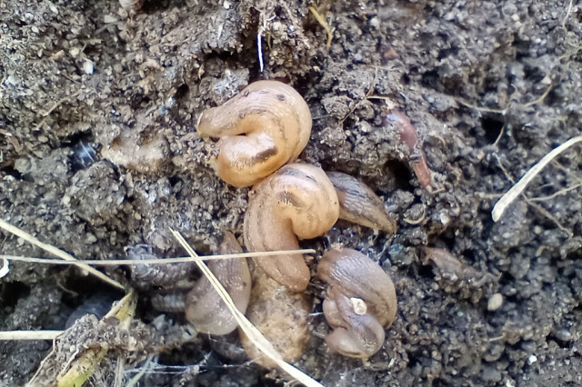 Best Duo/Buds 2026 Photo: Threebanded Slugs by @beetle_mch