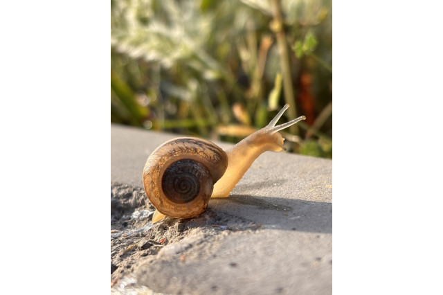 Best iNaturalist Observation for Research 2026 Photo: Sunlit Translucent Snail Body by @fairviewwalker
