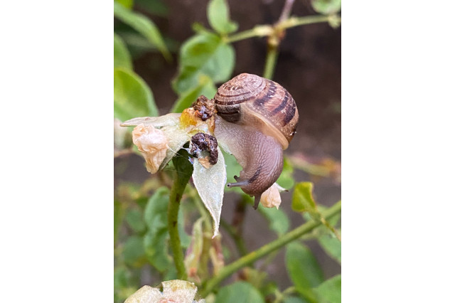 Cutest Snail or Slug 2026 Photo: Garden Snail by @kimberlina