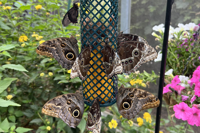 Brown, yellow, and black butterflies hanging on a metal, mesh-patterned fruit feeder