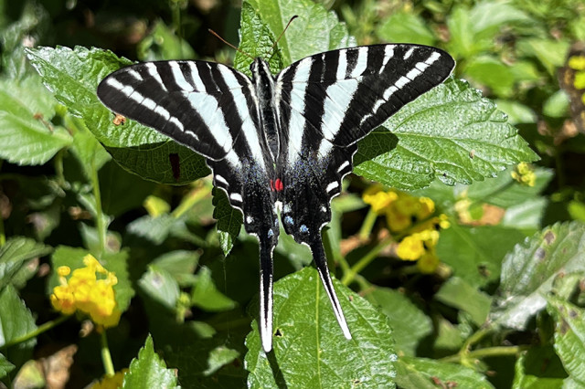 Black and white striped butterfly on green leaves
