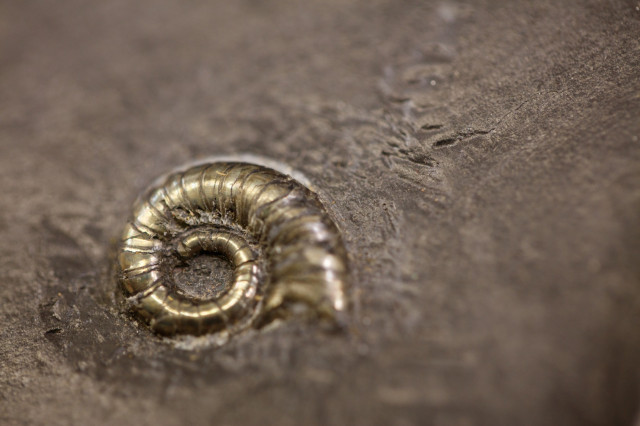 Gold-colored fossilized spiral ammonite shell filled in with pyrite, embedded in gray rock.