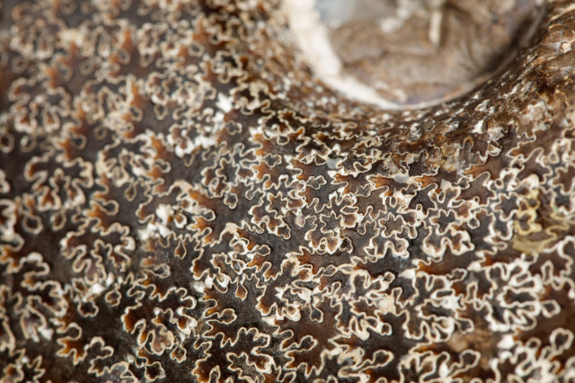 Closeup view of the geometric surface of an ammonite fossil, with leaf-shaped sutures.