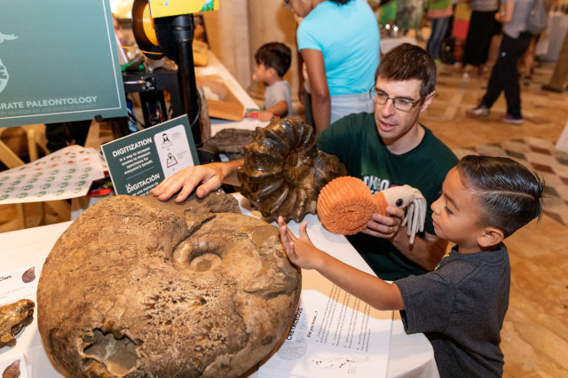 Paleontologist kneeling next to a child to show him three different versions of an ammonite.