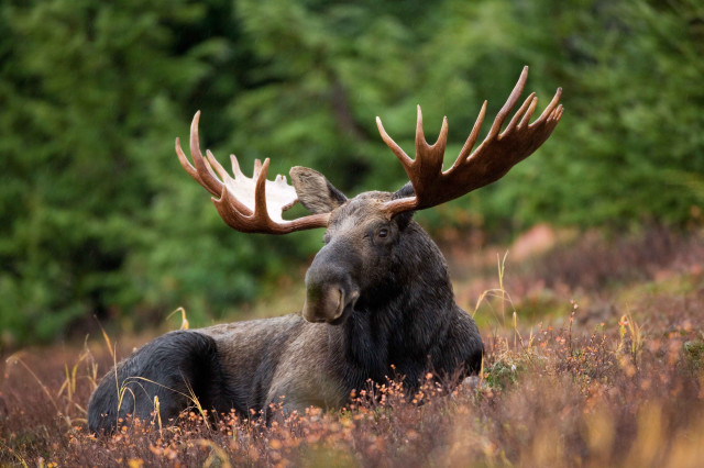 Adult male moose with giant antlers sitting serenely in a grassy meadow.