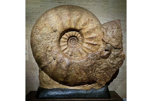 Giant ammonite fossil on display at a museum.