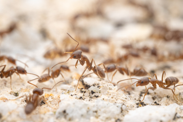 Closeup of brown ants crawling on the light-colored ground.