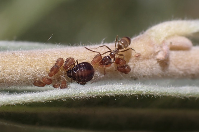Closeup of an ant guarding a group of aphids on a leaf stem.