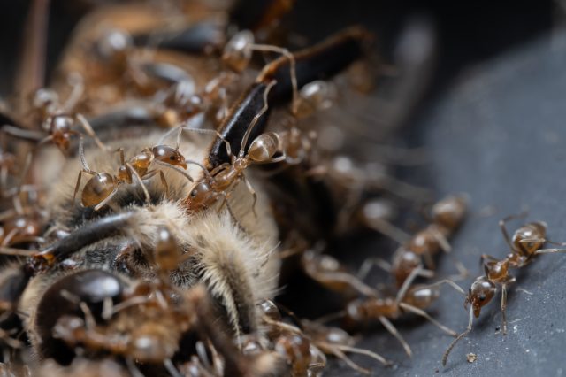 Closeup of an ant colony swarming a dead bee on the ground.