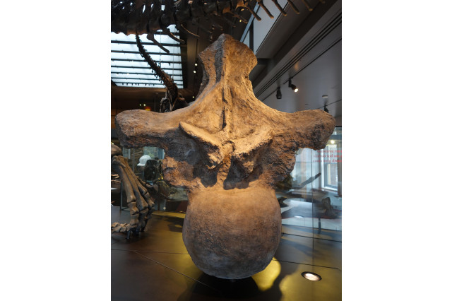Giant vertebrae fossil from a long-necked dinosaur on display in a museum.