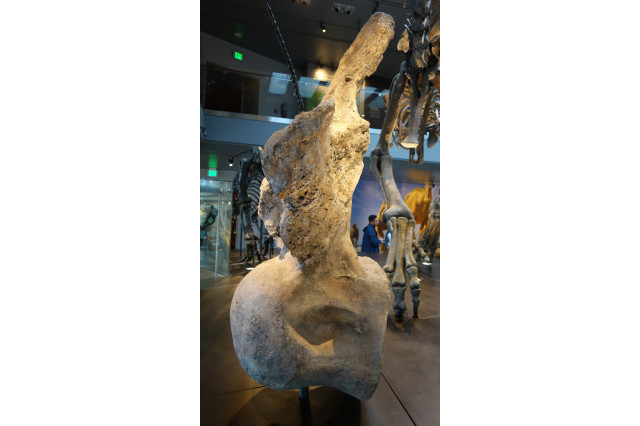 Side view of giant vertebrae fossil from a long-necked dinosaur in a museum.