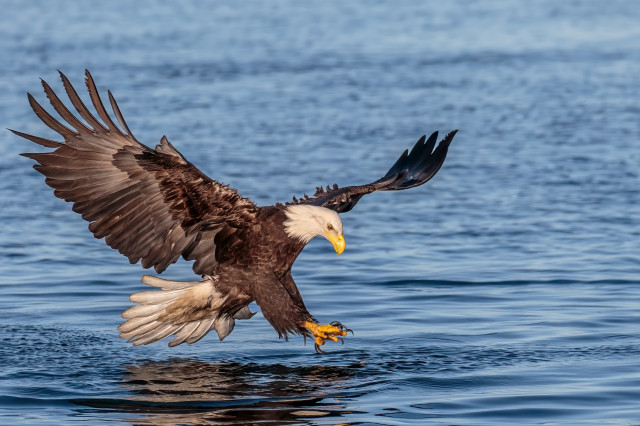 Bald eagle hovering over the water with talons aiming for prey under the surface.