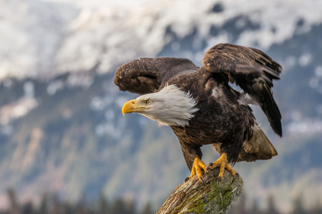 Bald eagle about to take off from a log with snow capped mountains in the background.