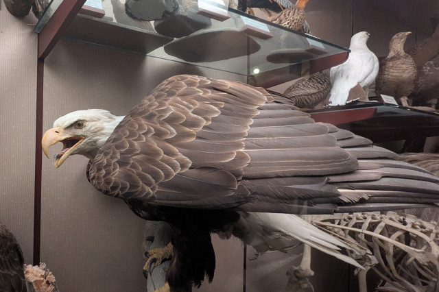 Taxidermied bald eagle crouched on a log with its mouth open.