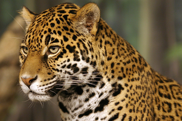 Profile of a jaguar looking off into the distance.
