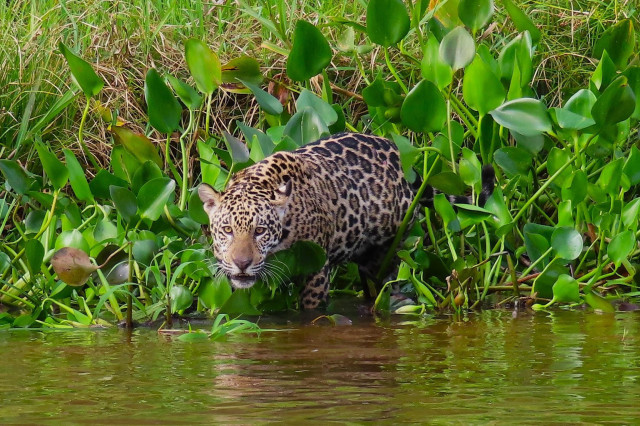Jaguar emerging from a stand of plants at the edge of a river.