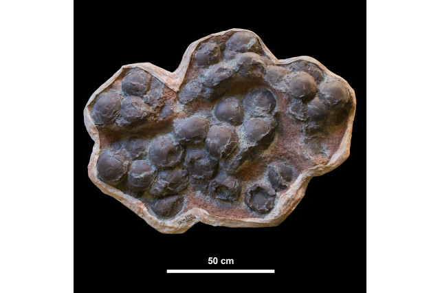 Fossilized nest of dinosaur eggs that look like a clump of round, cracked grey rocks.