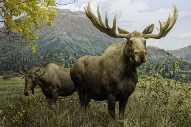 Diorama of a life-sized, taxidermied moose standing in a mountain meadow scene.