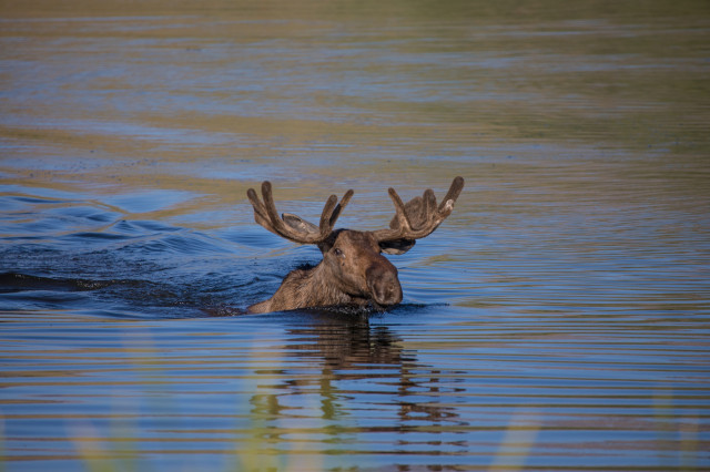 Male moose swimming with its head above water.