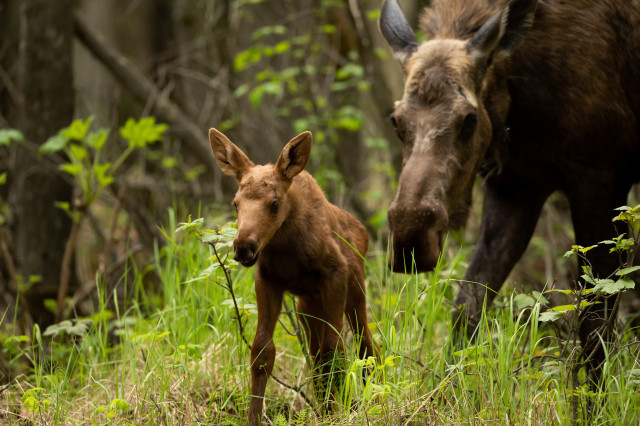 Female moose with her small calf in a grassy forest.